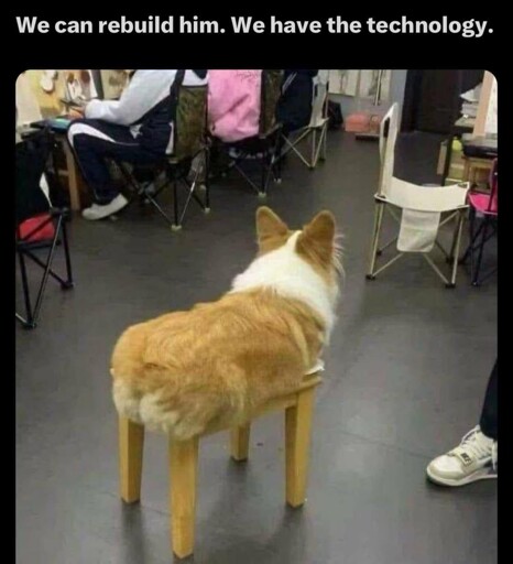 a corgi lying on a wooden stool makes it look like he has wooden legs