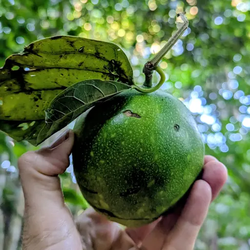 roughly spherical green fruit with lighter yellowish-green speckles and part of the stem and one leaf still attached held up in someone's left hand