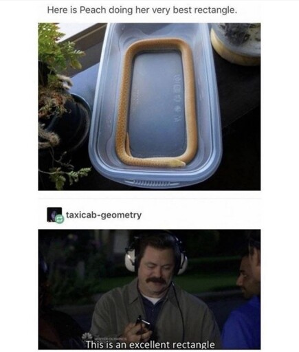 a pet snake pressed against the sides of a box creating a square snake, below the meme of nick offerman saying "this is an excellent rectangle"