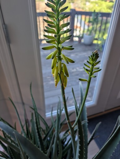 Closeup of Aloe Vera flowers