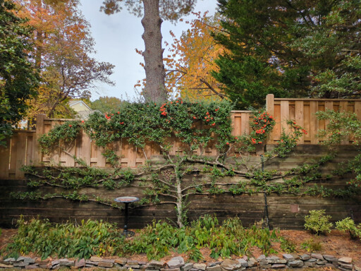 Exotic looking tree bearing reddish-orange berries and hugging a retaining wall