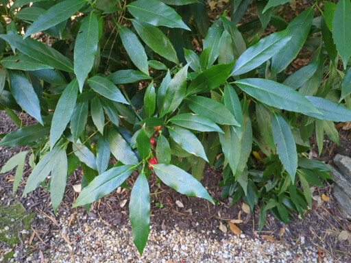 Shrub with long leaves with pointy edges and red fruit